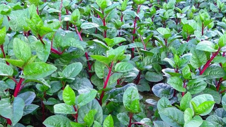 ডায়াবেটিস রোগীদের জন্য উপকারী ছয় সুপারফুড